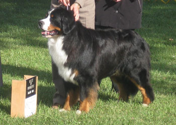 Beowulf Bernese Moutain Dog